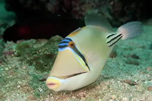 Philippine: Triggerfish, Philippines, Asia