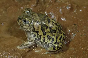 Neobatrachus: Trilling Frog