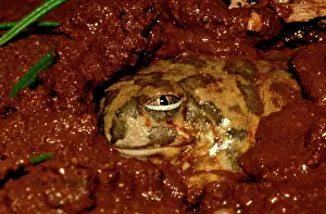 Neobatrachus: Trilling frog - burrowing, showing protective third eyelid