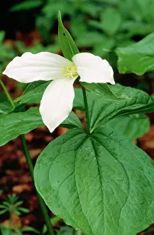 Trillium: Trillium