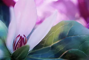 Trillium: Trillium