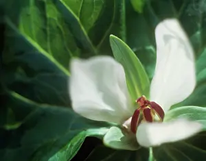 Trillium: Trillium