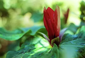 Trillium: Trillium