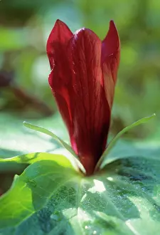 Trillium: Trillium