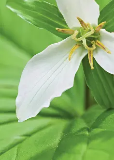 Trillium: Trillium