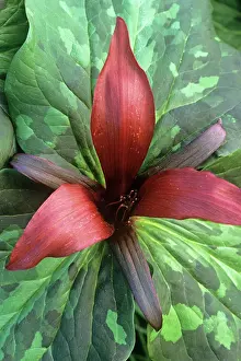 Wake: Trillium