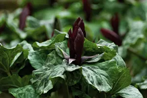 Beginning: Trillium