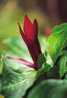 Wake: Trillium