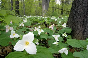 Frazier: Trillium flowering plants growing wild in