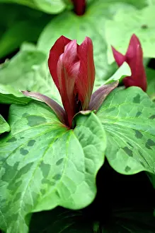 Scented: Trillium sessile - Upright scented flowers appear