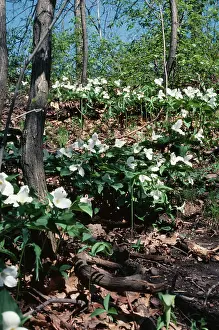 Trillium: TRILLIUM - IN WOODS