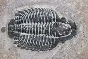 Trilobite: Trilobite