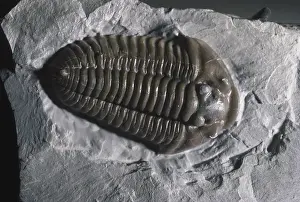Ordovician: Trilobite