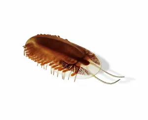 Burgess: Trilobite