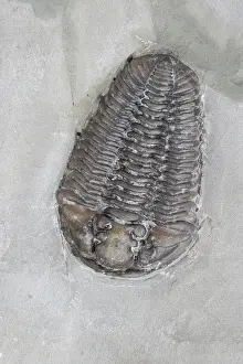 Silurian: Trilobite