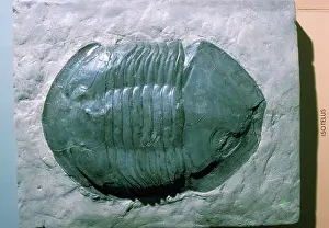 Paleozoic: Trilobite
