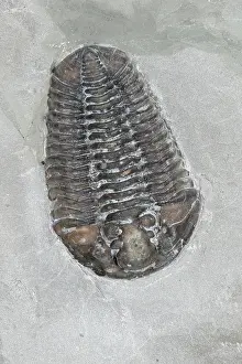 Silurian: Trilobite