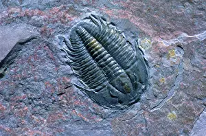 Paleozoic: Trilobite