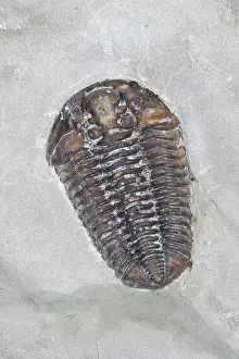 Silurian: Trilobite