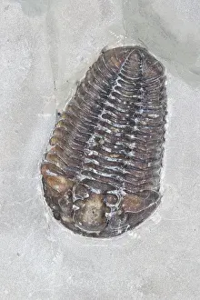 Silurian: Trilobite