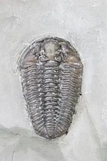 Fossilized: Trilobite