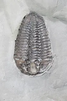 Fossilized: Trilobite