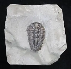 Fossilized: Trilobite