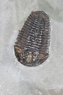 Fossilized: Trilobite