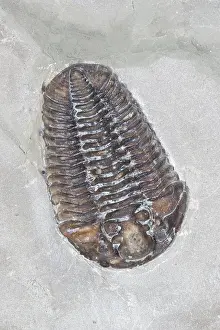 Fossilized: Trilobite