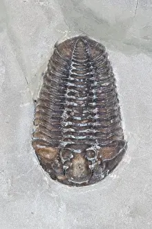 Fossilized: Trilobite