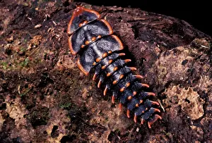 Trilobite: Trilobite Beetle