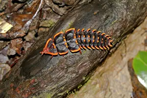 Kinabalu: Trilobite beetle (Platerodrilus ruficollis), Kinabalu