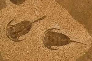Trilobites: Trilobite Fossil