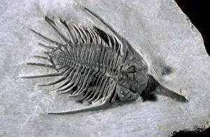 Palaeozoic: Trilobite Fossil