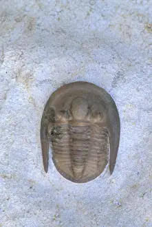 Falcata: Trilobite Fossil