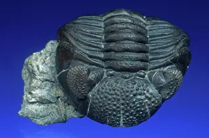 Trilobite: Trilobite Fossil