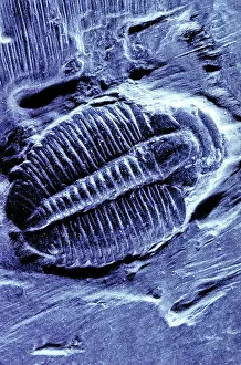 Trilobite: Trilobite fossil