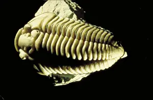 Scanning: Trilobite fossil