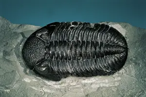 Trilobite: Trilobite fossil