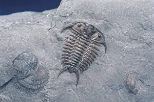 Ordovician: Trilobite fossil