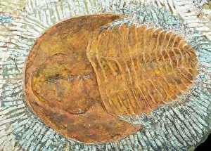 Trilobite: Trilobite Fossil