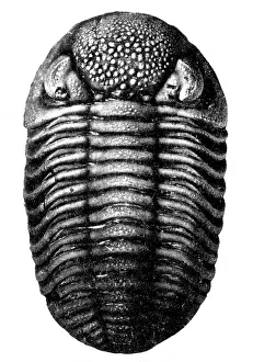 Prehistorical: Trilobite Fossil