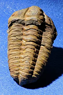 Serratus: Trilobite Fossil
