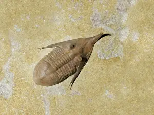 Primitive: Trilobite fossil