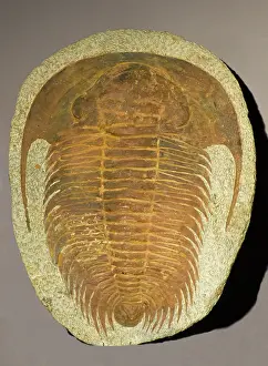 Trilobite: Trilobite Fossil