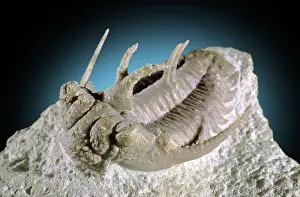 Ordovician: Trilobite Fossil