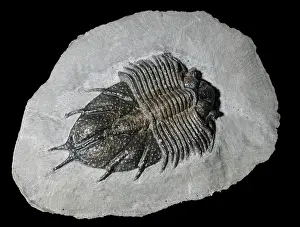Primitive: Trilobite fossil