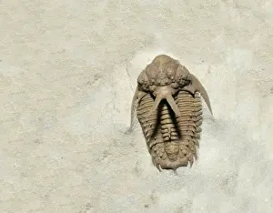 Primitive: Trilobite fossil