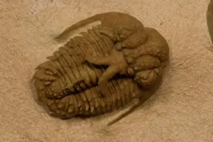 Trilobites: Trilobite Fossil (Hoplolichoides conicotuberculatus)