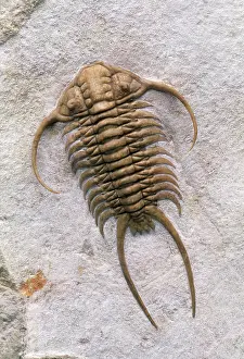 Total: Trilobite Fossil - Mid Ordovician. Total length 12.5 cm